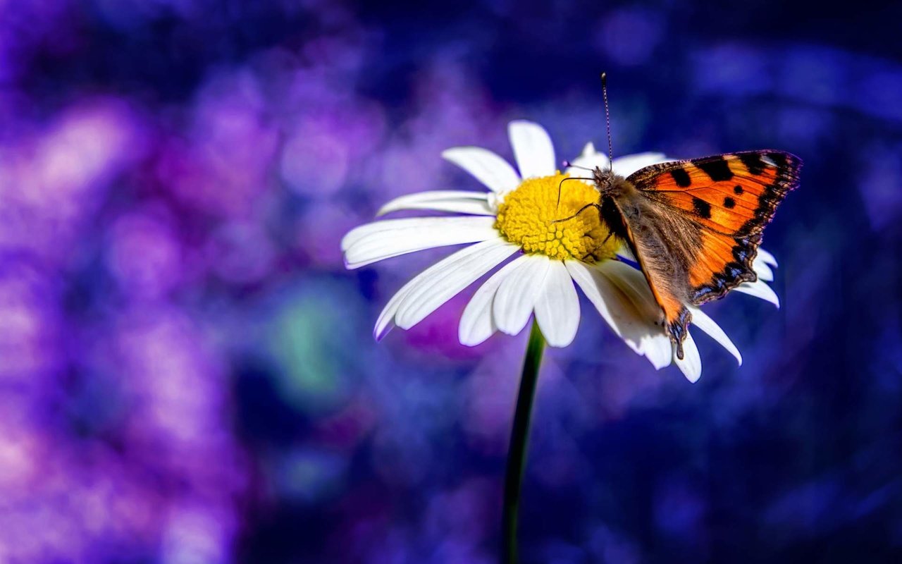 Обои насекомое, цветок, лепестки, бабочка, крылья, ромашка, боке, insect, flower, petals, butterfly, wings, daisy, bokeh разрешение 1920x1200 Загрузить