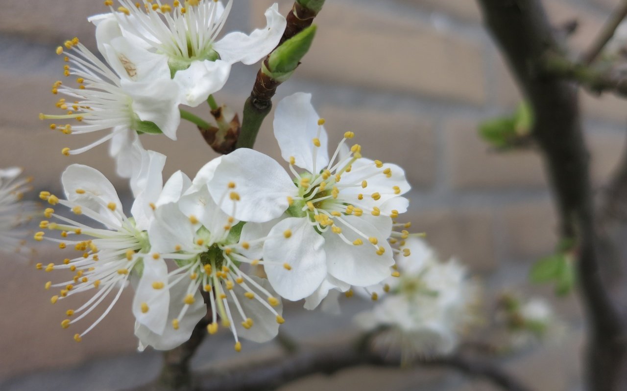 Обои цветы, ветка, дерево, цветение, весна, flowers, branch, tree, flowering, spring разрешение 4000x2664 Загрузить