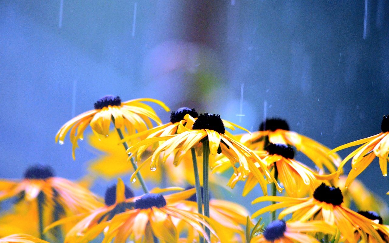 Обои цветы, лепестки, дождь, желтые, капли воды, рудбекия, flowers, petals, rain, yellow, water drops, rudbeckia разрешение 4928x3264 Загрузить