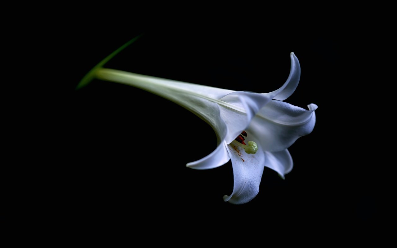 Обои цветок, белый, лилия, бутон, черный фон, lilium candidum, flower, white, lily, bud, black background разрешение 7360x4912 Загрузить