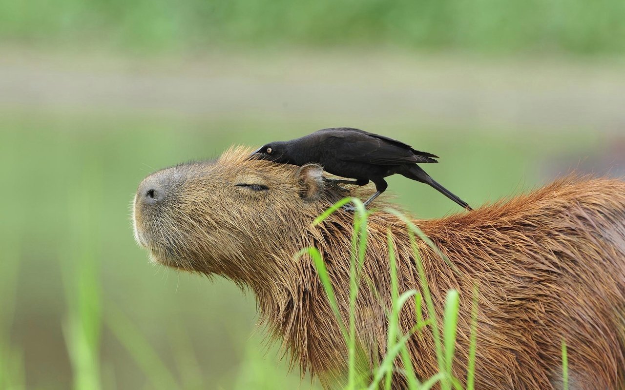 Обои птица, животное, бразилия, пантанал, капибара, большая воловья птица, bird, animal, brazil, the pantanal, the capybara, a large ox-bird разрешение 1920x1080 Загрузить