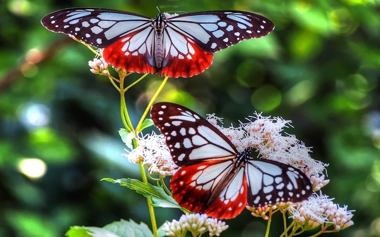 Обои цветы, крылья, насекомые, размытость, бабочки, flowers, wings, insects, blur, butterfly разрешение 1920x1080 Загрузить