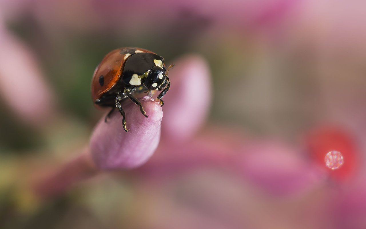 Обои бутоны, жук, макро, насекомое, божья коровка, размытость, buds, beetle, macro, insect, ladybug, blur разрешение 4391x2932 Загрузить