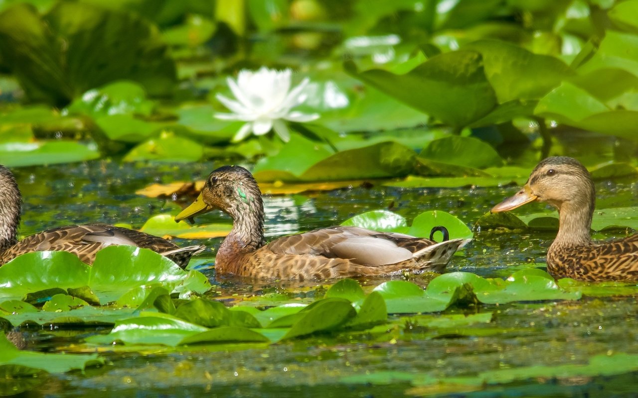 Обои цветы, кряква, вода, листья, птицы, пруд, лилии, утки, кувшинки, flowers, mallard, water, leaves, birds, pond, lily, duck, water lilies разрешение 2500x1100 Загрузить