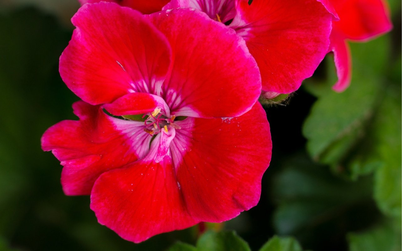 Обои цветы, листья, макро, лепестки, герань, flowers, leaves, macro, petals, geranium разрешение 2137x1424 Загрузить