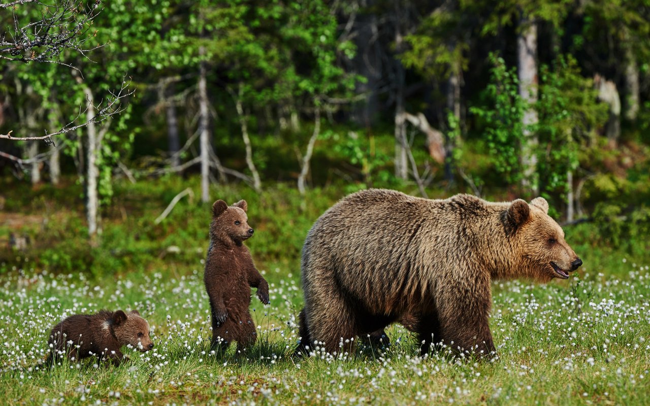 Обои трава, природа, полевые цветы, медведи, медведица, медвежата, grass, nature, wildflowers, bears, bear разрешение 4200x2795 Загрузить