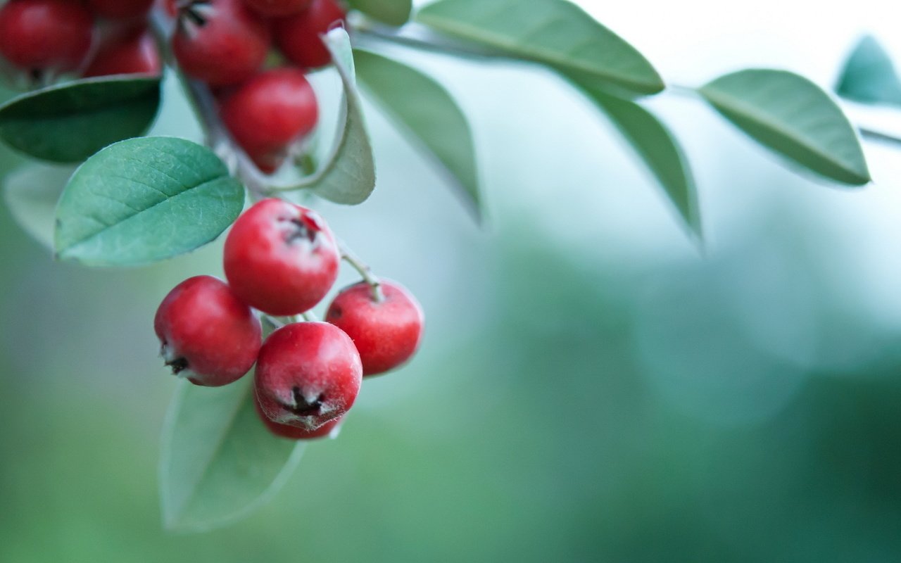 Обои ветка, листья, фон, ягоды, боярышник, branch, leaves, background, berries, hawthorn разрешение 1920x1200 Загрузить