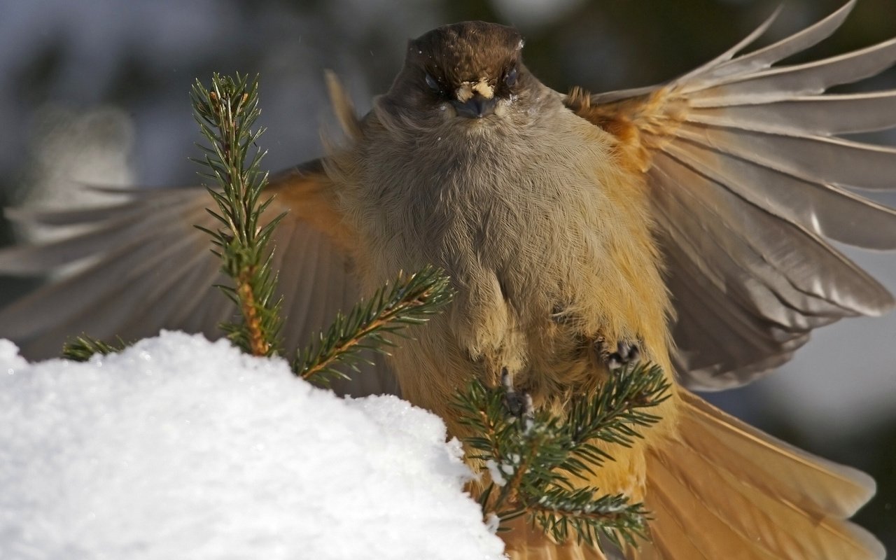 Обои ветки, крылья, птица, перья, кукша, branches, wings, bird, feathers, kuksha разрешение 1920x1200 Загрузить