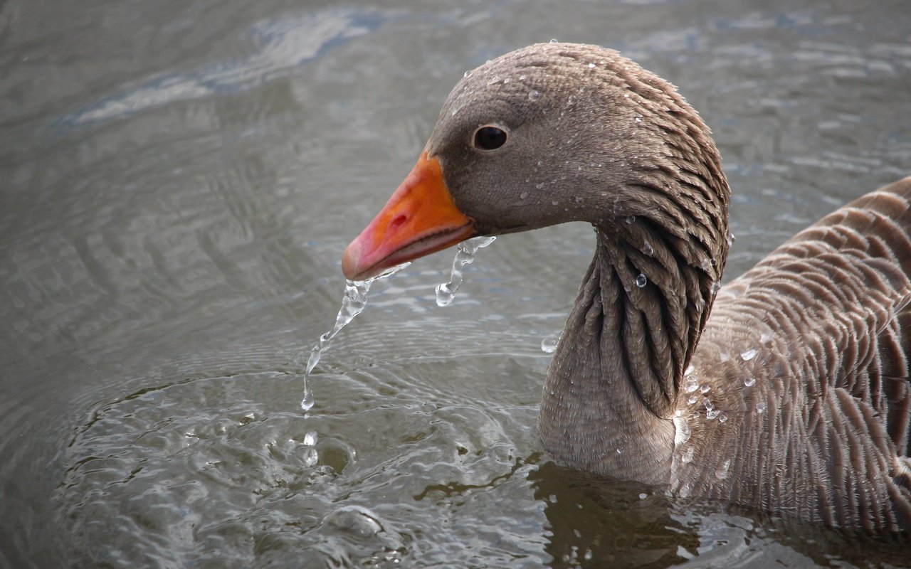 Обои вода, капли, птица, клюв, перья, гусь, water, drops, bird, beak, feathers, goose разрешение 5184x3456 Загрузить