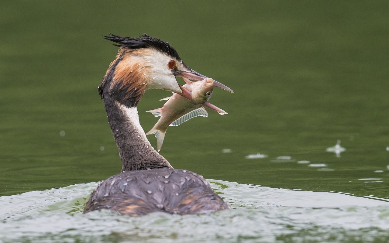 Обои вода, птица, клюв, перья, рыба, улов, большая поганка, чомга, water, bird, beak, feathers, fish, catch, great crested grebe, the great crested grebe разрешение 2048x1343 Загрузить