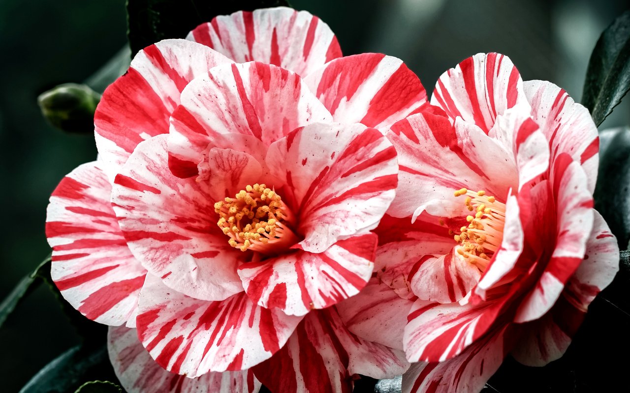 Обои цветы, лепестки, камелия, камелии, flowers, petals, camellia разрешение 3000x2000 Загрузить