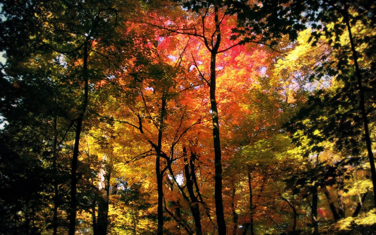 Обои деревья, природа, лес, осень, кроны, trees, nature, forest, autumn, crown разрешение 1920x1080 Загрузить