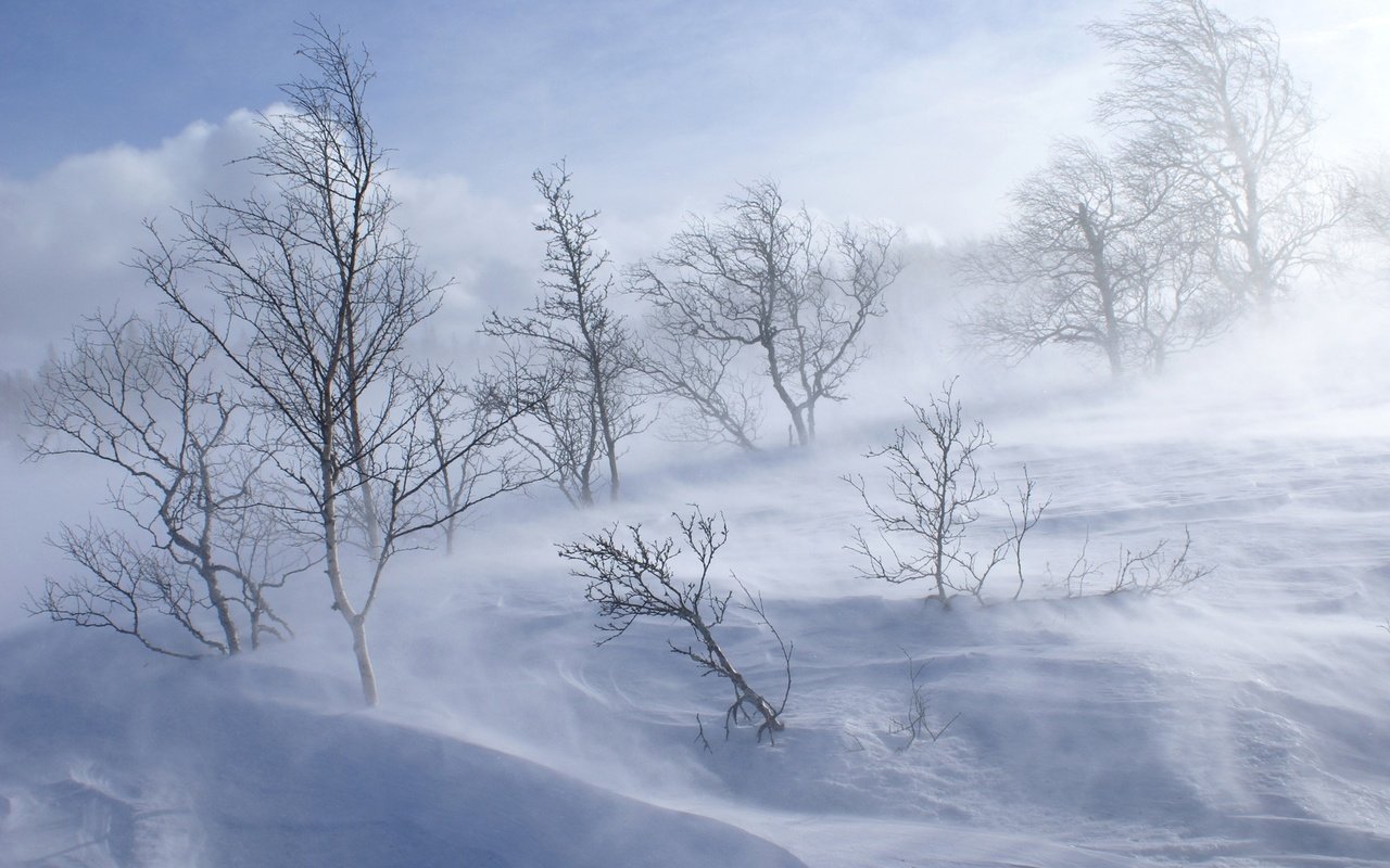 Обои деревья, снег, зима, trees, snow, winter разрешение 1920x1200 Загрузить