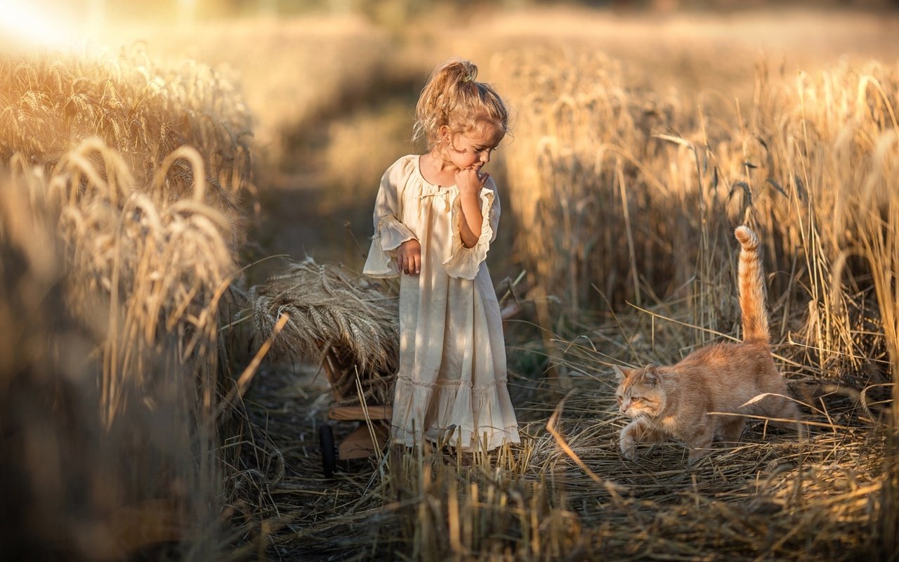 Обои природа, платье, кот, поле, девочка, колосья, животное, тележка, nature, dress, cat, field, girl, ears, animal, truck разрешение 2048x1317 Загрузить