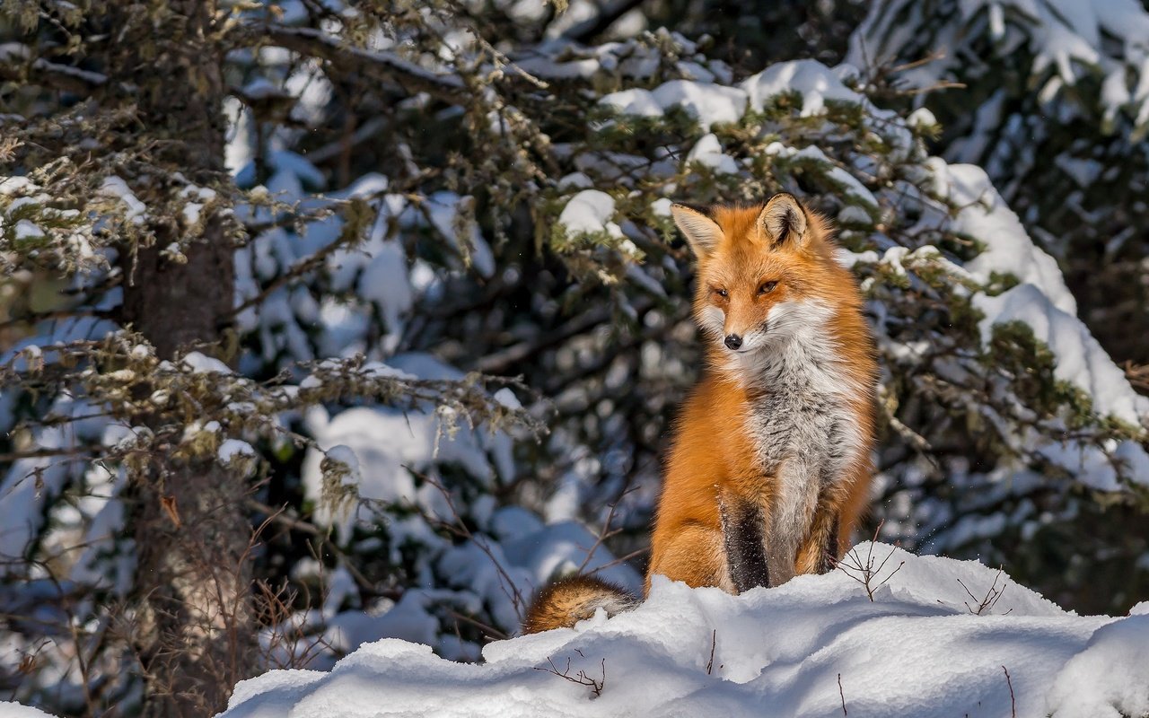 Обои снег, лес, зима, лиса, snow, forest, winter, fox разрешение 2046x1361 Загрузить