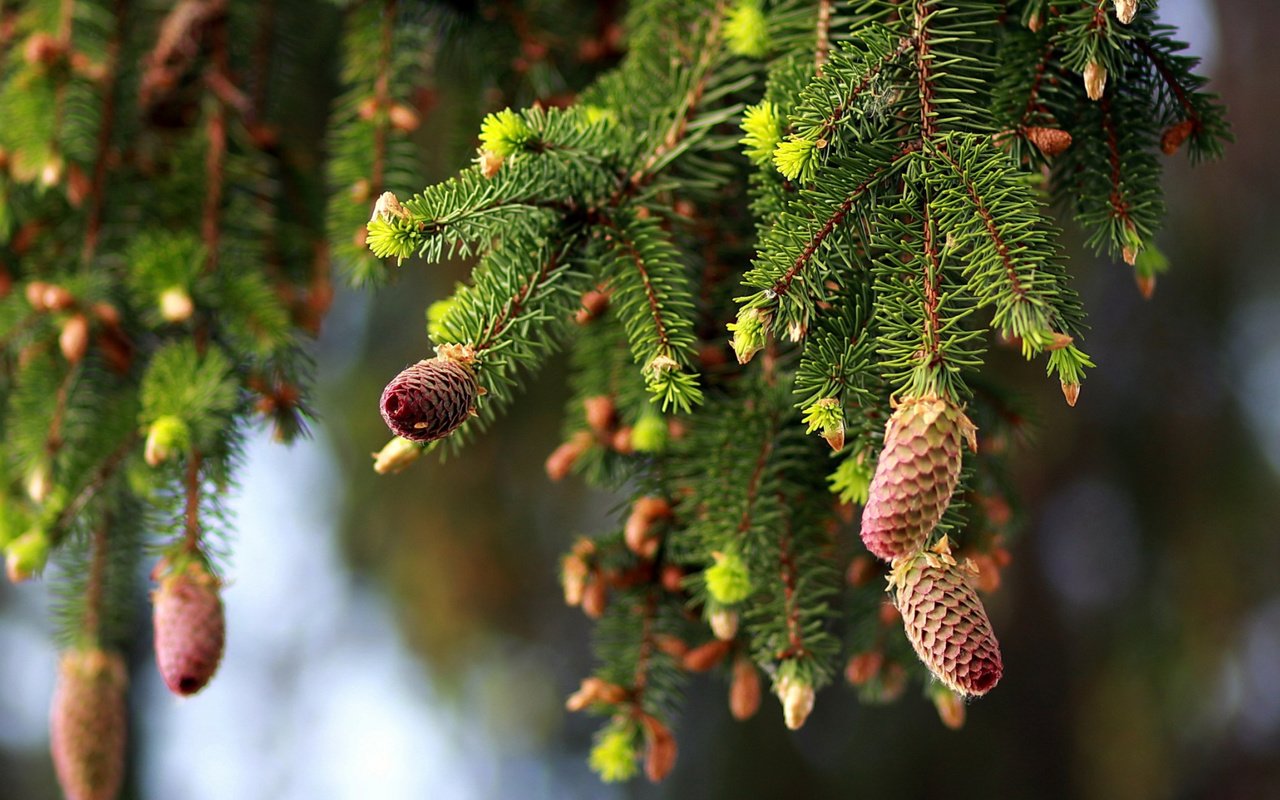 Обои природа, ветки, ель, шишки, nature, branches, spruce, bumps разрешение 2112x1188 Загрузить