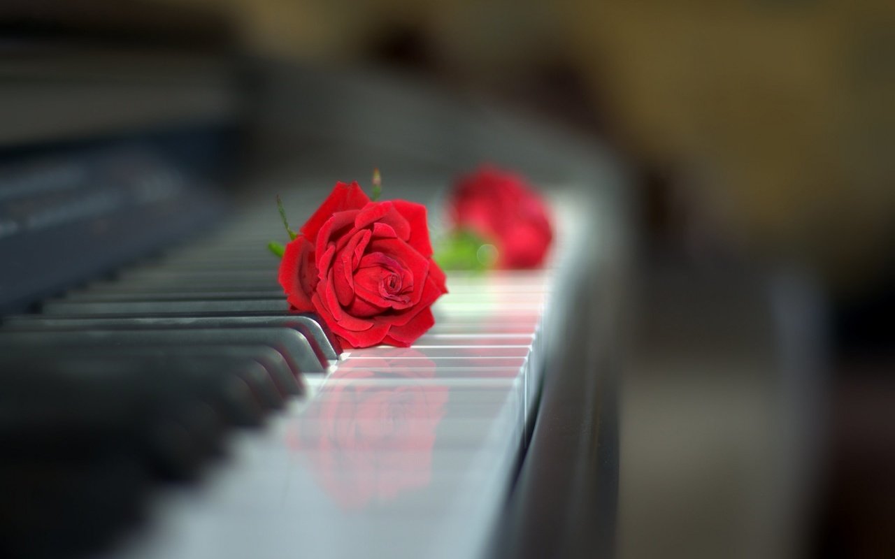 Обои роза, клавиатура, бутон, пианино, красная роза, боке, rose, keyboard, bud, piano, red rose, bokeh разрешение 2048x1358 Загрузить