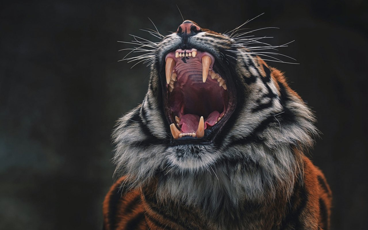 Обои тигр, морда, кошка, язык, tiger, face, cat, language разрешение 1920x1200 Загрузить
