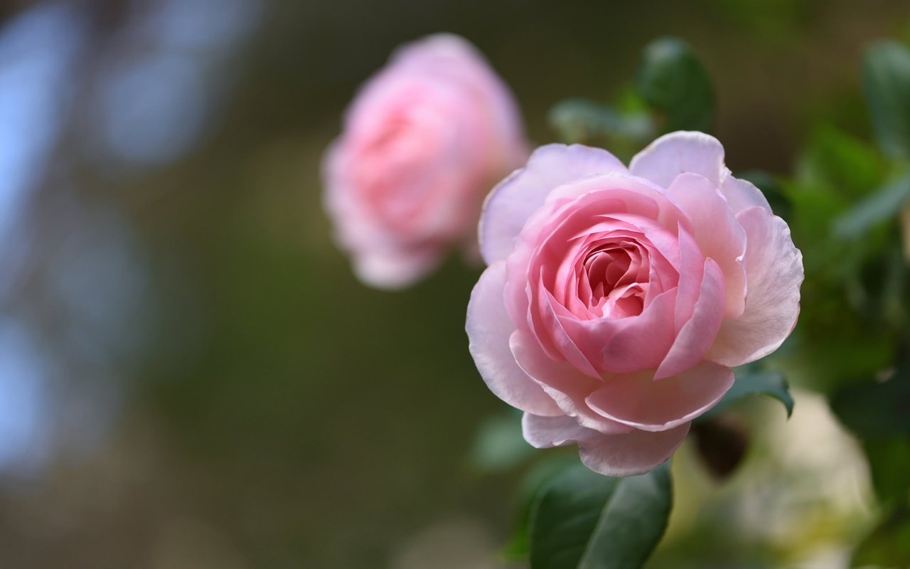 Обои макро, роза, бутон, боке, macro, rose, bud, bokeh разрешение 2048x1367 Загрузить