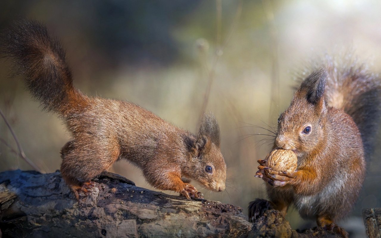 Обои природа, дерево, животные, деревяшки, орех, белки, грызуны, nature, tree, animals, wood, walnut, proteins, rodents разрешение 1920x1080 Загрузить