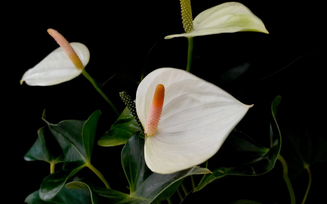 Обои цветы антуриум белые фон черный, anthurium flowers white black background разрешение 2260x3101 Загрузить