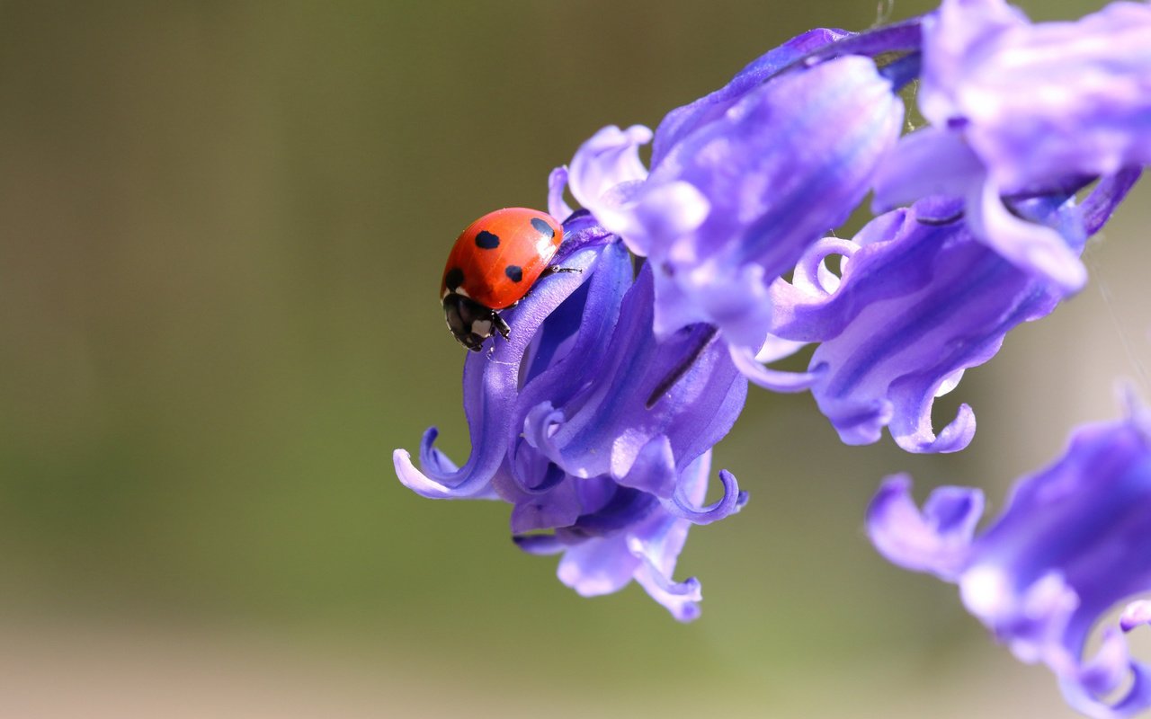 Обои цветы, жук, макро, фон, божья коровка, колокольчики, flowers, beetle, macro, background, ladybug, bells разрешение 1920x1080 Загрузить