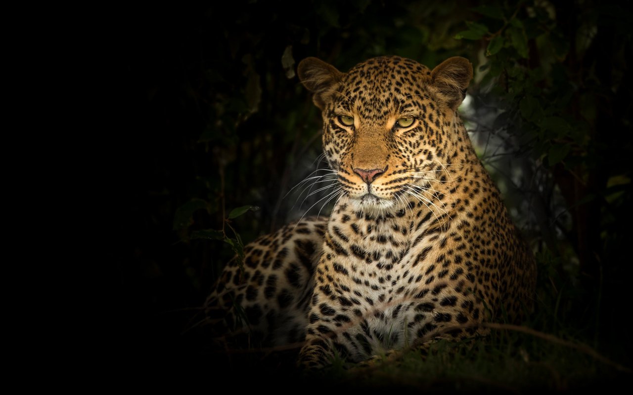 Обои морда, портрет, взгляд, леопард, черный фон, дикая кошка, face, portrait, look, leopard, black background, wild cat разрешение 1920x1080 Загрузить