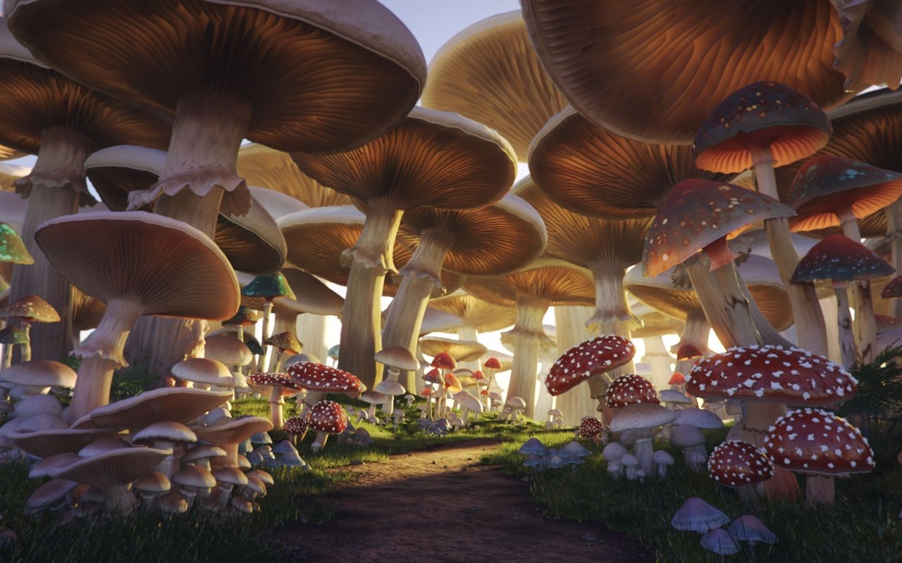 Обои грибы, тропа, mushroom forest, mushrooms, trail разрешение 1920x1080 Загрузить