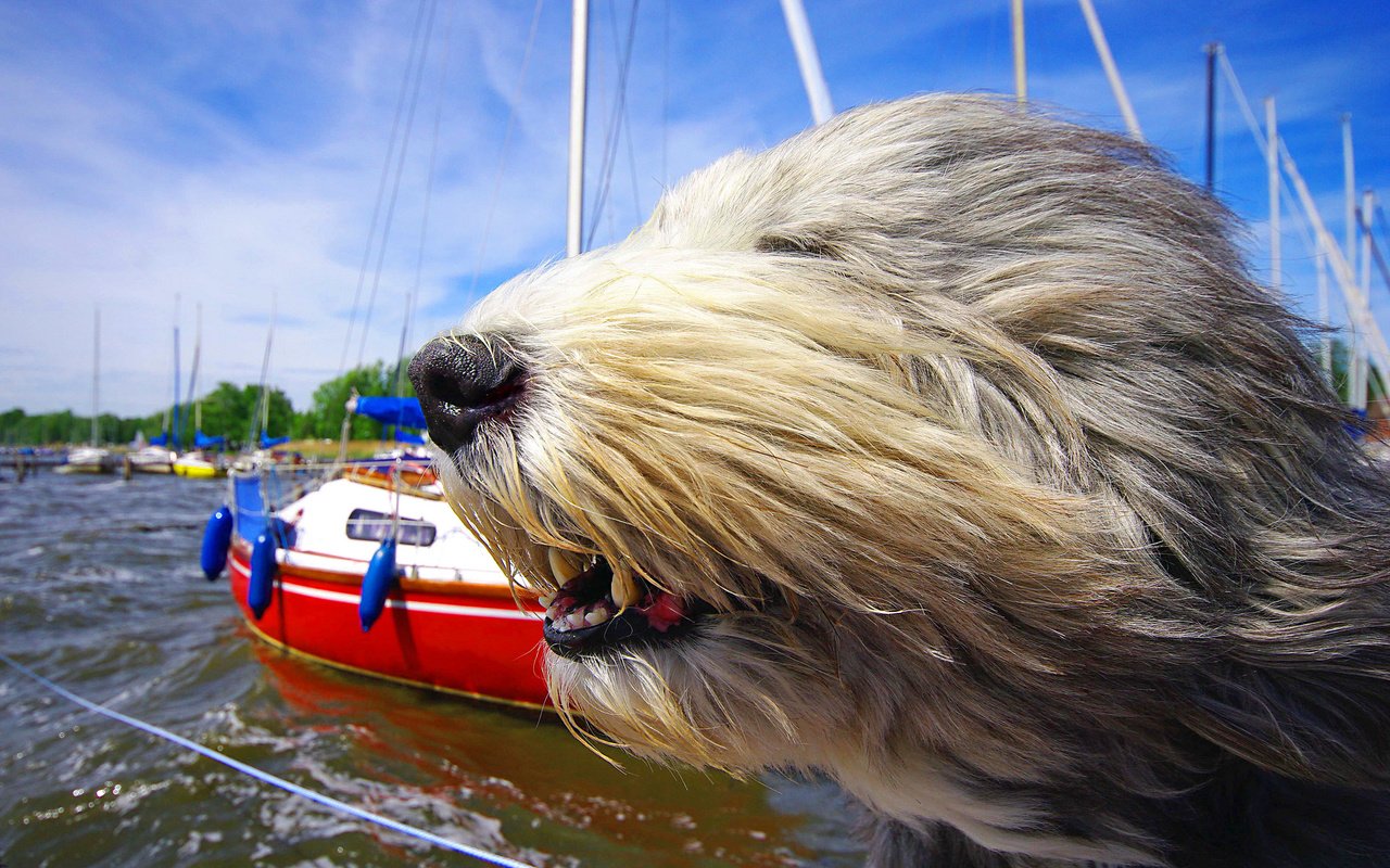 Обои морда, яхты, собака, ветер, бородатый колли, солёный пёс, face, yachts, dog, the wind, bearded collie, salty dog разрешение 2048x1367 Загрузить