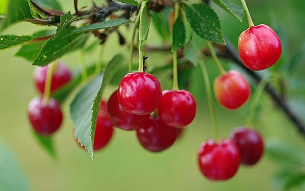 Обои лето, красная, сад, вишня, ягоды спелой вишни на кусту, алая вишня, summer, red, garden, cherry, berries ripe cherry on a bush, scarlet cherry разрешение 1920x1276 Загрузить