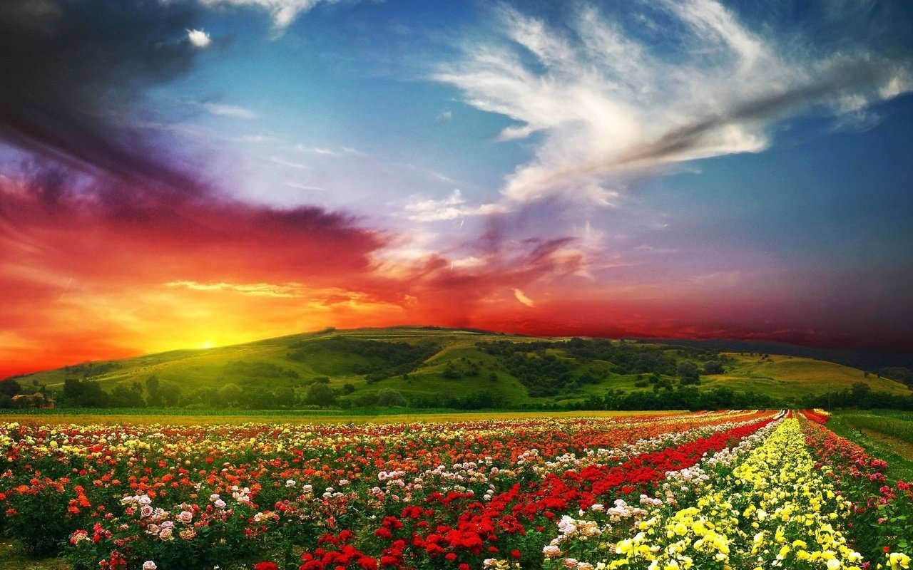Обои небо, цветы, облака, закат, пейзаж, поле, the sky, flowers, clouds, sunset, landscape, field разрешение 1920x1080 Загрузить