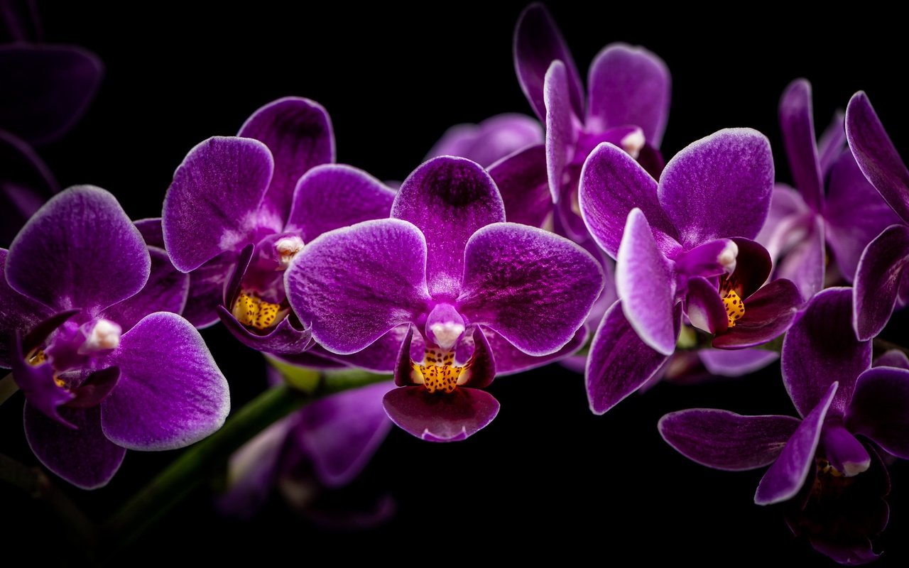 Обои ветка, черный фон, орхидея, орхидеи, сиреневые, branch, black background, orchid, orchids, lilac разрешение 2048x1280 Загрузить