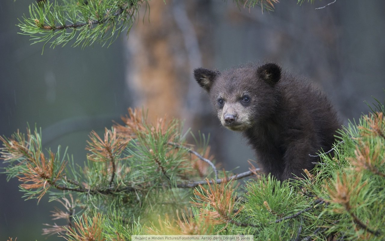 Обои медвежонок, bear разрешение 1920x1080 Загрузить