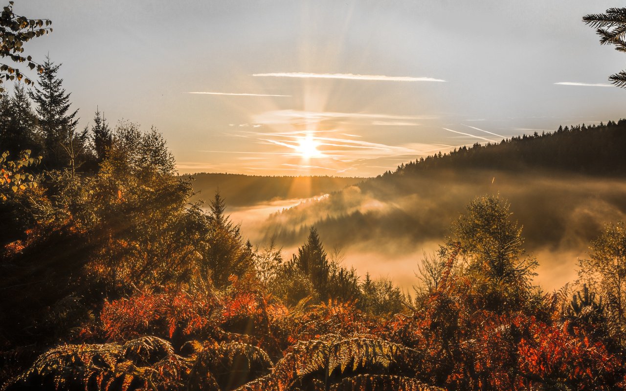 Обои небо, деревья, лес, закат, осень, солнечные лучи, the sky, trees, forest, sunset, autumn, the sun's rays разрешение 5050x2915 Загрузить