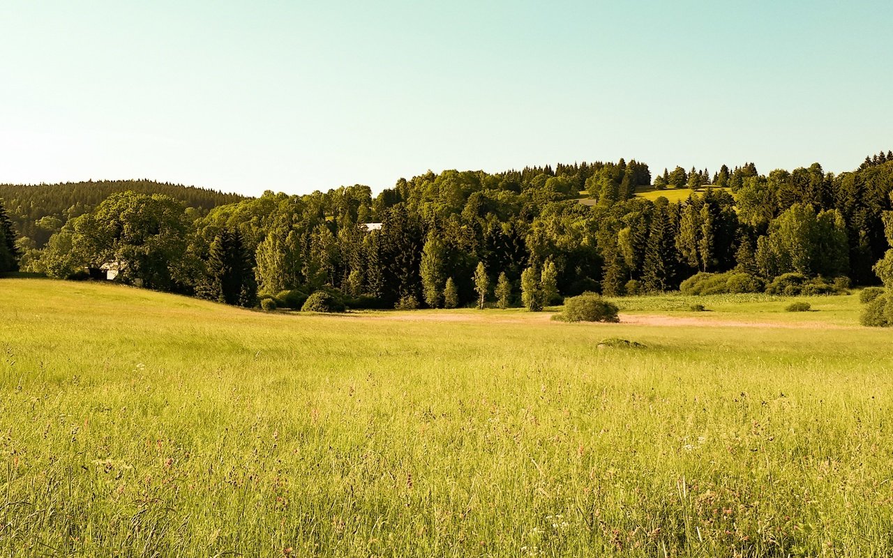 Обои деревья, лес, поле, trees, forest, field разрешение 3840x2118 Загрузить