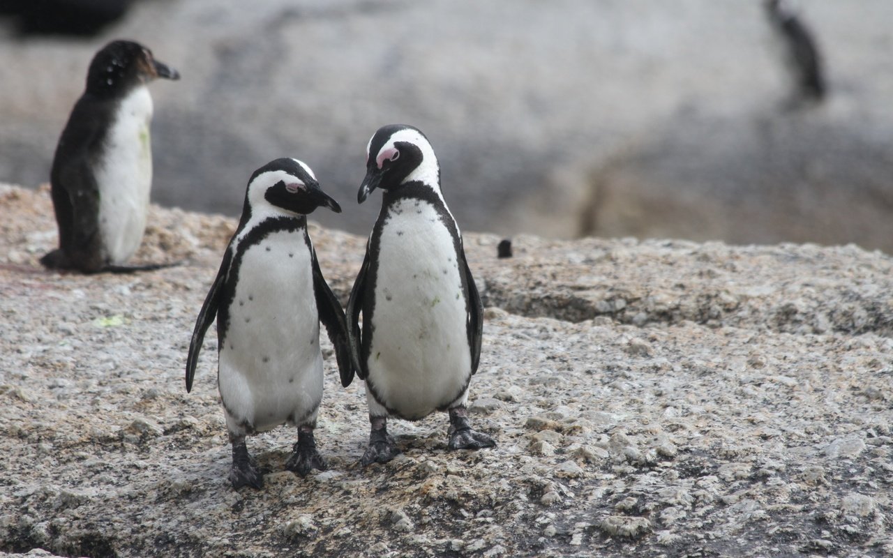 Обои пингвин, пингвины, очковый пингвин, penguin, penguins разрешение 2592x1728 Загрузить