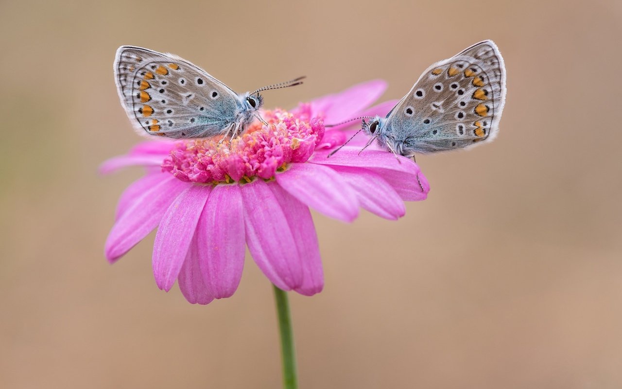 Обои цветок, парочка, бабочки, flower, a couple, butterfly разрешение 2048x1365 Загрузить