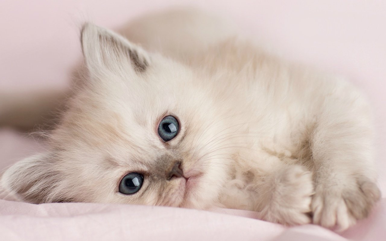 Обои кошка, котенок, белый, лапа, cat, kitty, white, paw разрешение 2560x1440 Загрузить