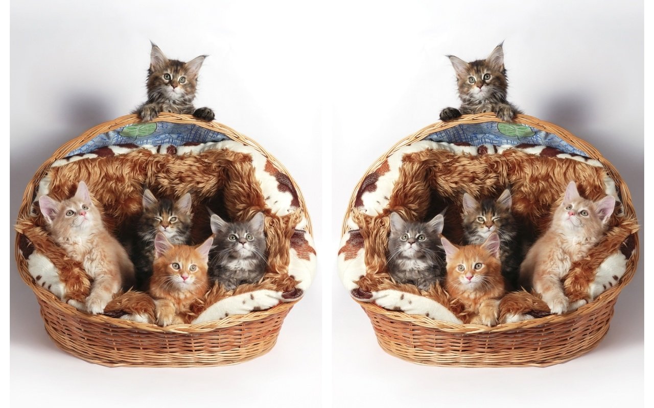 Обои кошки, котята, корзинка, мейн-кун, cats, kittens, basket, maine coon разрешение 2000x1440 Загрузить