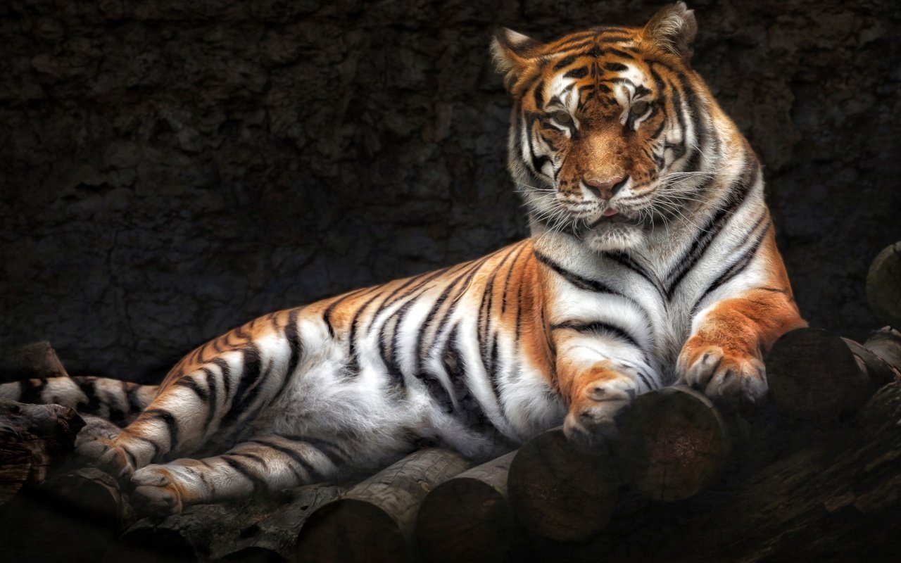 Обои тигр, лежит, хищник, tiger, lies, predator разрешение 1920x1080 Загрузить