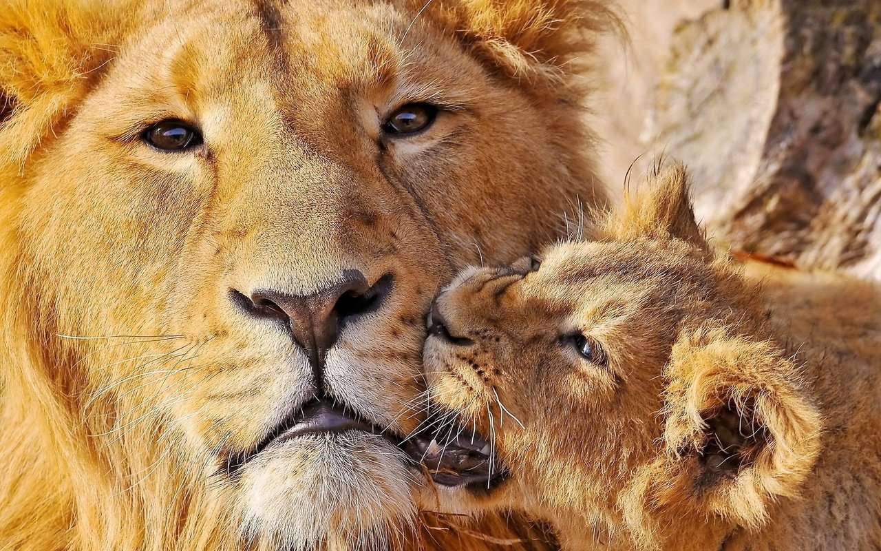 Обои морда, большая кошка, лев, забота, львица, львёнок, детеныш, face, big cat, leo, care, lioness, lion, cub разрешение 1920x1200 Загрузить