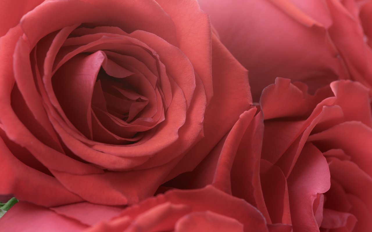 Обои цветы, бутоны, розы, лепестки, flowers, buds, roses, petals разрешение 5760x3840 Загрузить