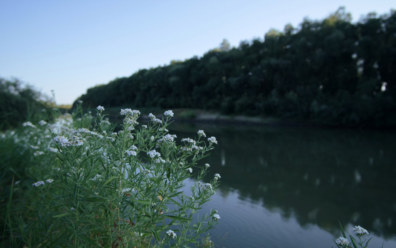 Обои цветы, река, природа, ромашки, flowers, river, nature, chamomile разрешение 6240x4160 Загрузить