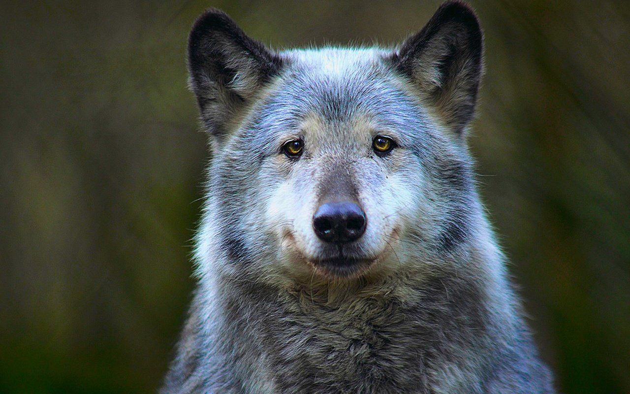 Обои морда, хищник, животное, волк, face, predator, animal, wolf разрешение 1920x1080 Загрузить