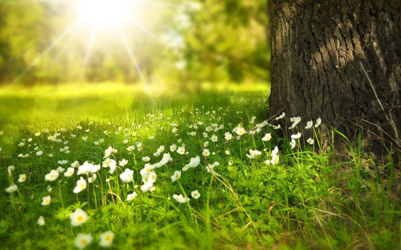 Обои трава, солнечные лучи, белые цветы, ствол дерева, grass, the sun's rays, white flowers, the trunk of the tree разрешение 4090x2602 Загрузить