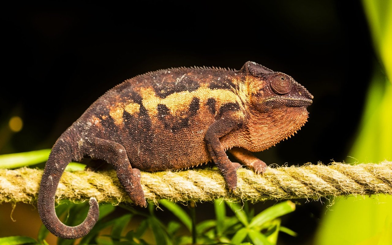 Обои черный фон, веревка, канат, хамелеон, рептилия, black background, rope, chameleon, reptile разрешение 2000x1334 Загрузить