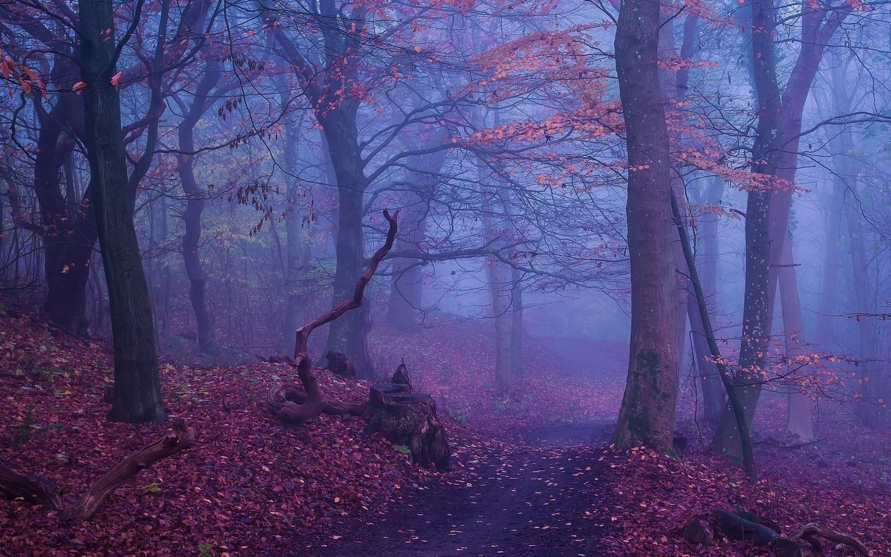 Обои деревья, лес, туман, осень, тропинка, trees, forest, fog, autumn, path разрешение 2500x1300 Загрузить