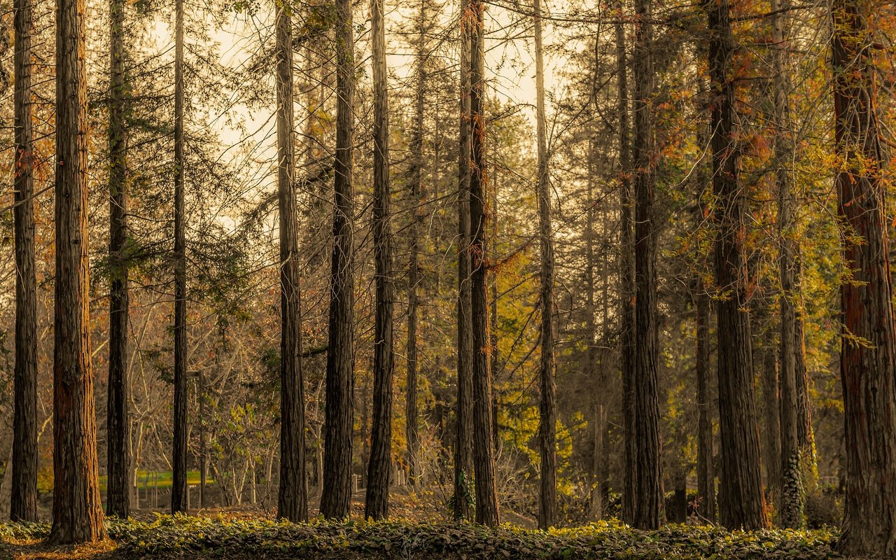 Обои деревья, лес, ветки, стволы, осень, сосны, сосновый, бор, trees, forest, branches, trunks, autumn, pine, bor разрешение 3840x2160 Загрузить