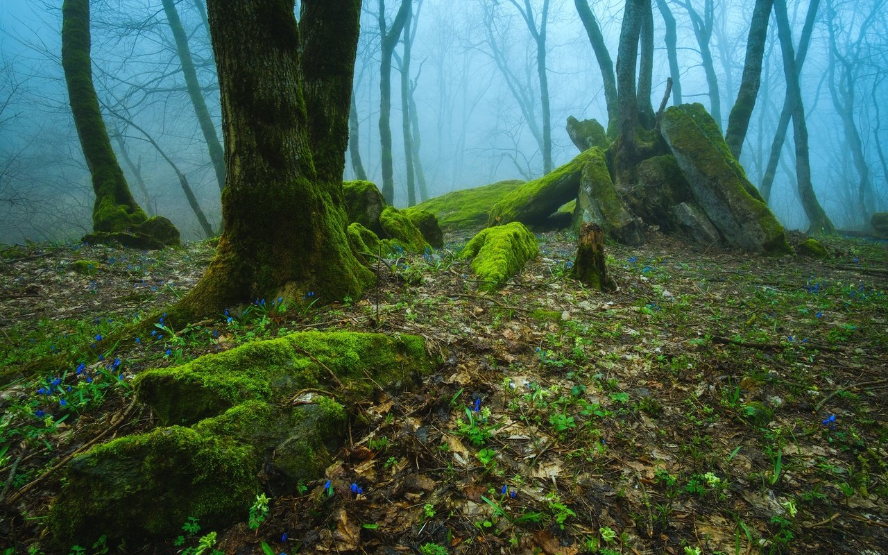 Обои деревья, природа, лес, туман, россия, trees, nature, forest, fog, russia разрешение 2475x1650 Загрузить