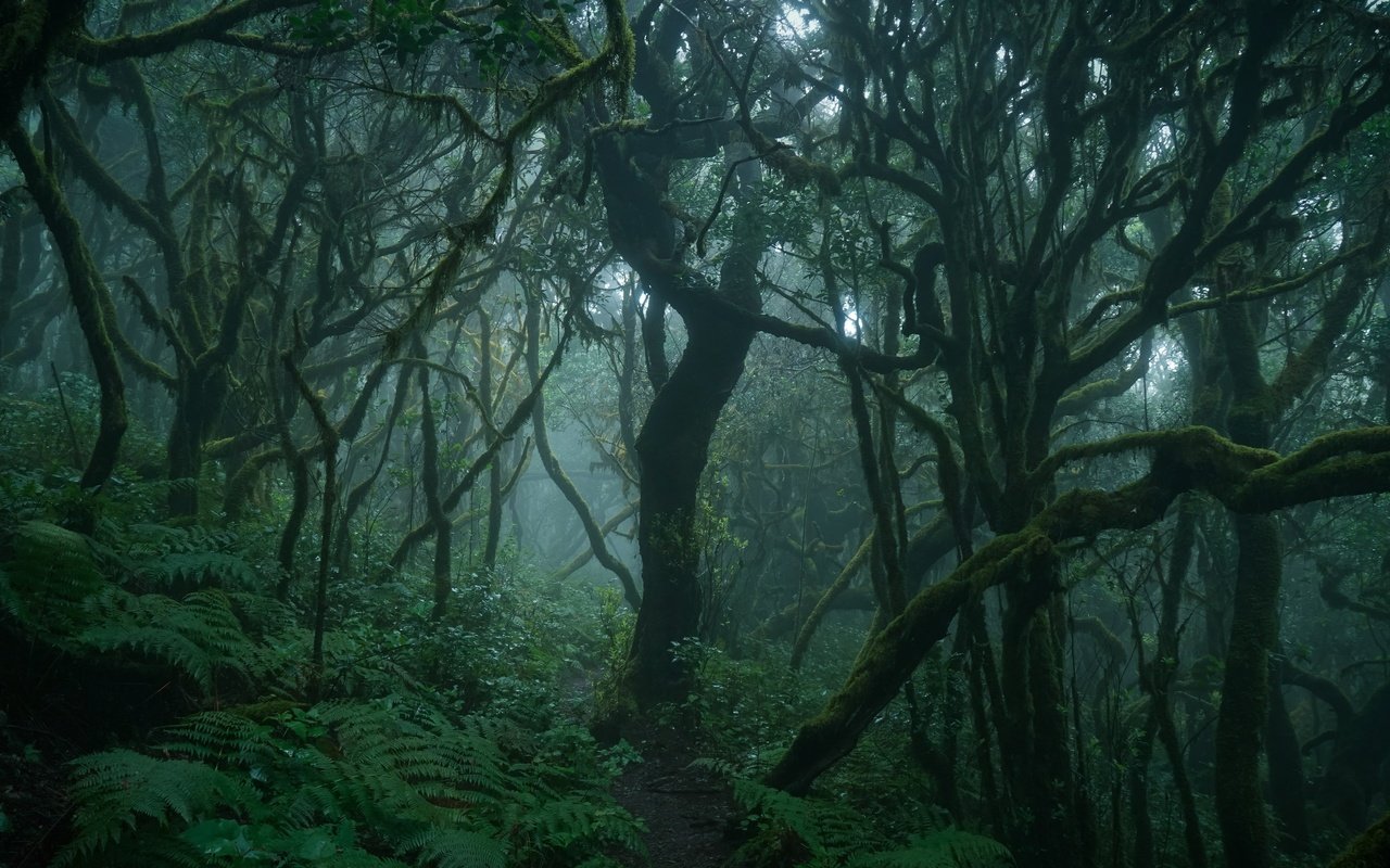 Обои деревья, природа, лес, туман, ветки, тропинка, папоротник, trees, nature, forest, fog, branches, path, fern разрешение 3840x2160 Загрузить